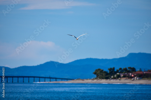 Seagull flying on the sea with a pier silhouette.
