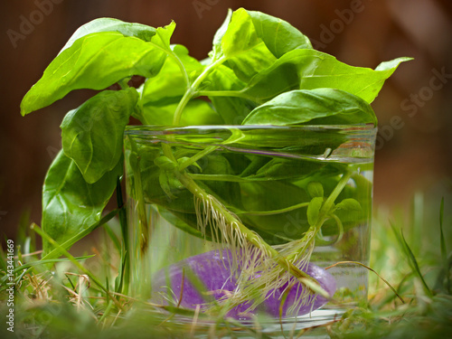 Fotografiet Basil with rootlets in a glass of water