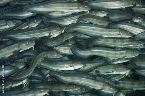 Striped catfishes, Plotosus lineatus, Lembeh Strait Sulawes Indonesia photo