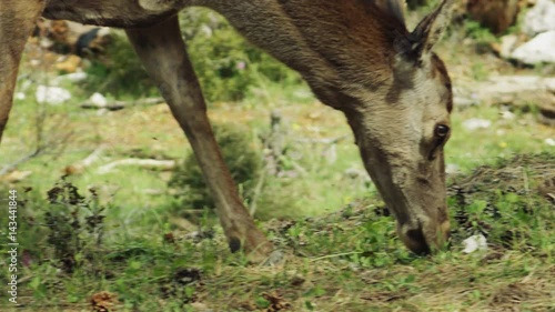 Red deer grazing in the forest cu photo