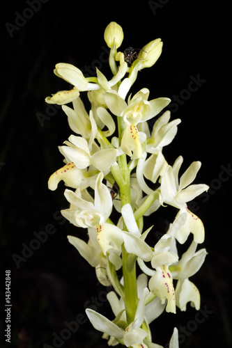 Wild orchid Orchis provincialis Mugla Turkey