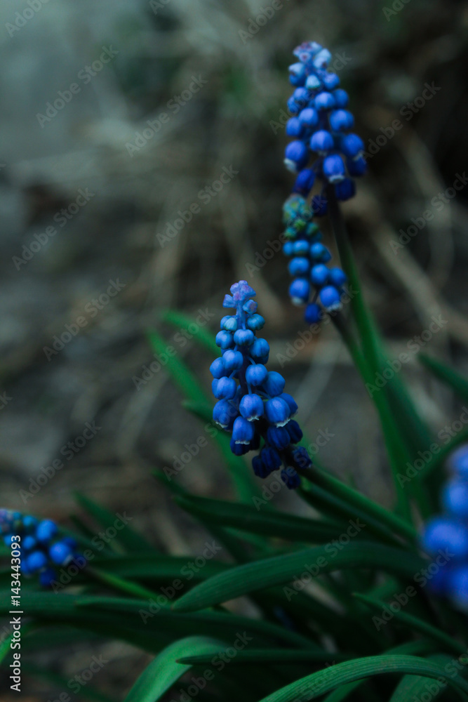 murine hyacinth murine hyacinth