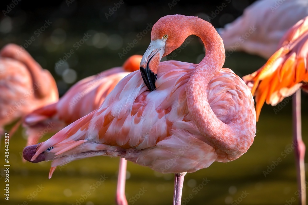 Obraz premium Pretty flamingo up close shot