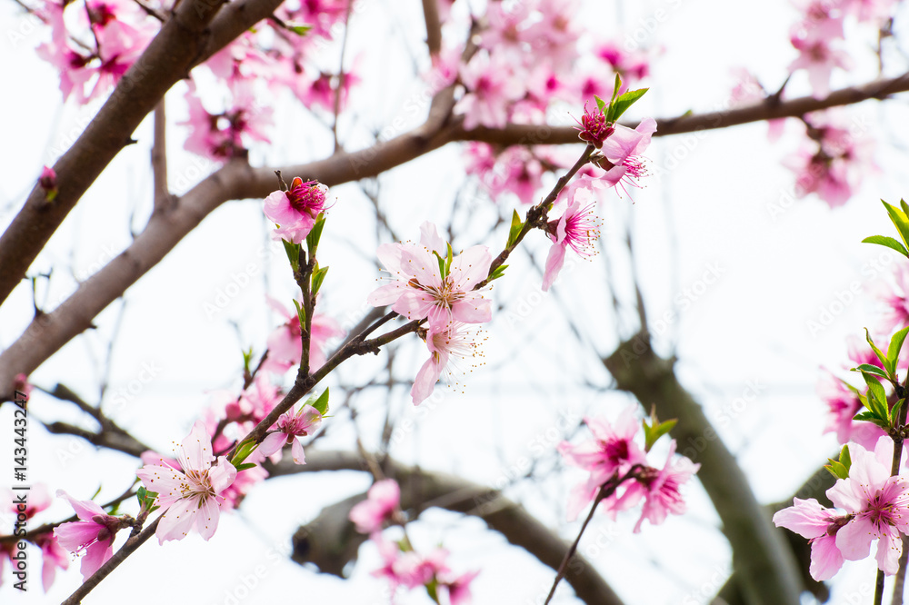 Beautiful cherry blossom sakura in spring time over blue sky. Beautiful cherry blossom sakura in spring time over blue sky.