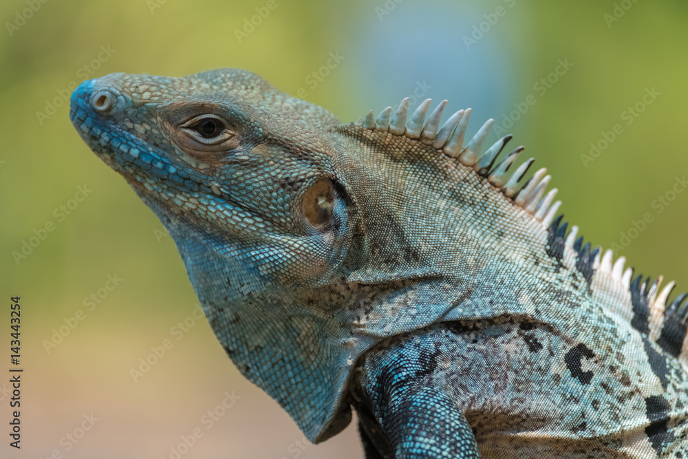 Close up shot of the iguana on the natural background