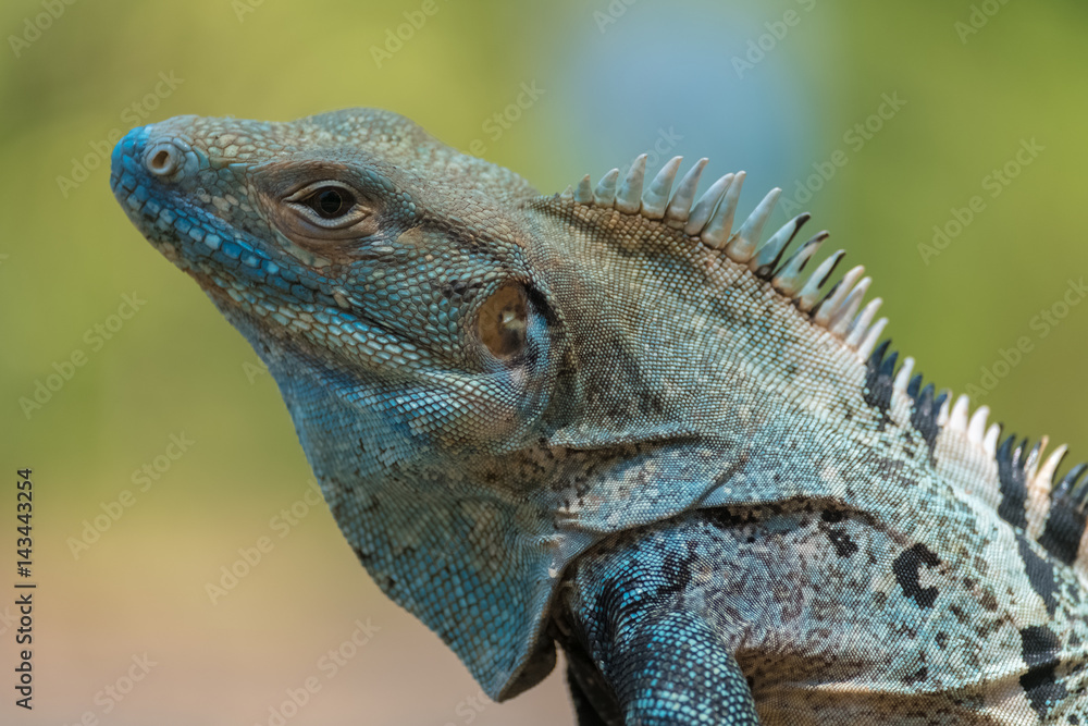 Close up shot of the iguana on the natural background Close up shot of the iguana on the natural background