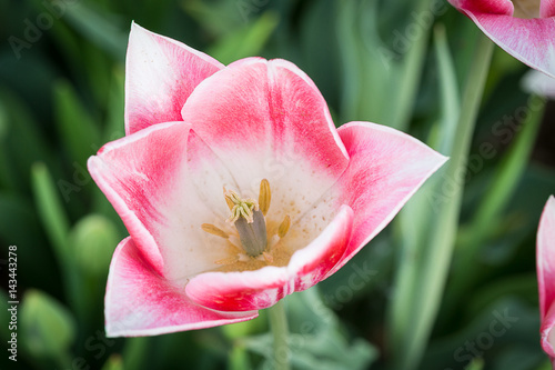 Tulipano rosa sbocciato