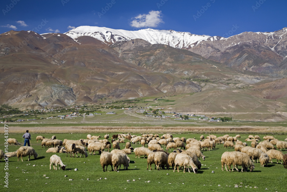 Livestock grazing on a pasture land, Erciyes, Kayseri Turkey