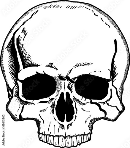 Human Skull art illustration with teeth