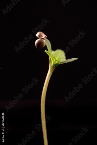 Cannabis sprout (dark angel marijuana strain) with a seed shell attached to a leaf