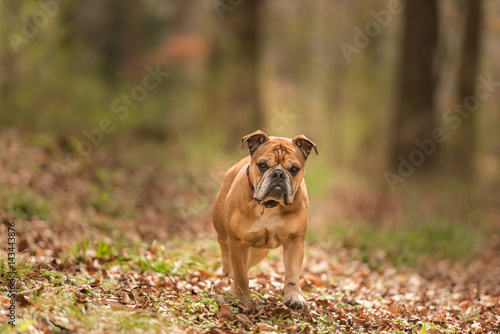 Continental Bulldogge steht im Frühling im Wald
