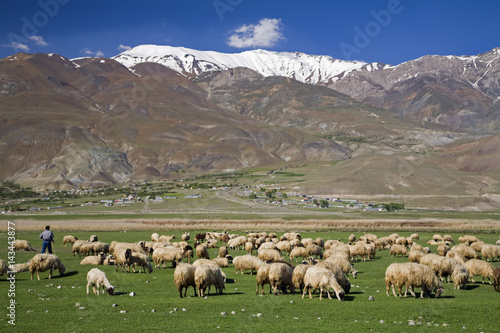 Livestock grazing on a pasture land, Erciyes, Kayseri Turkey