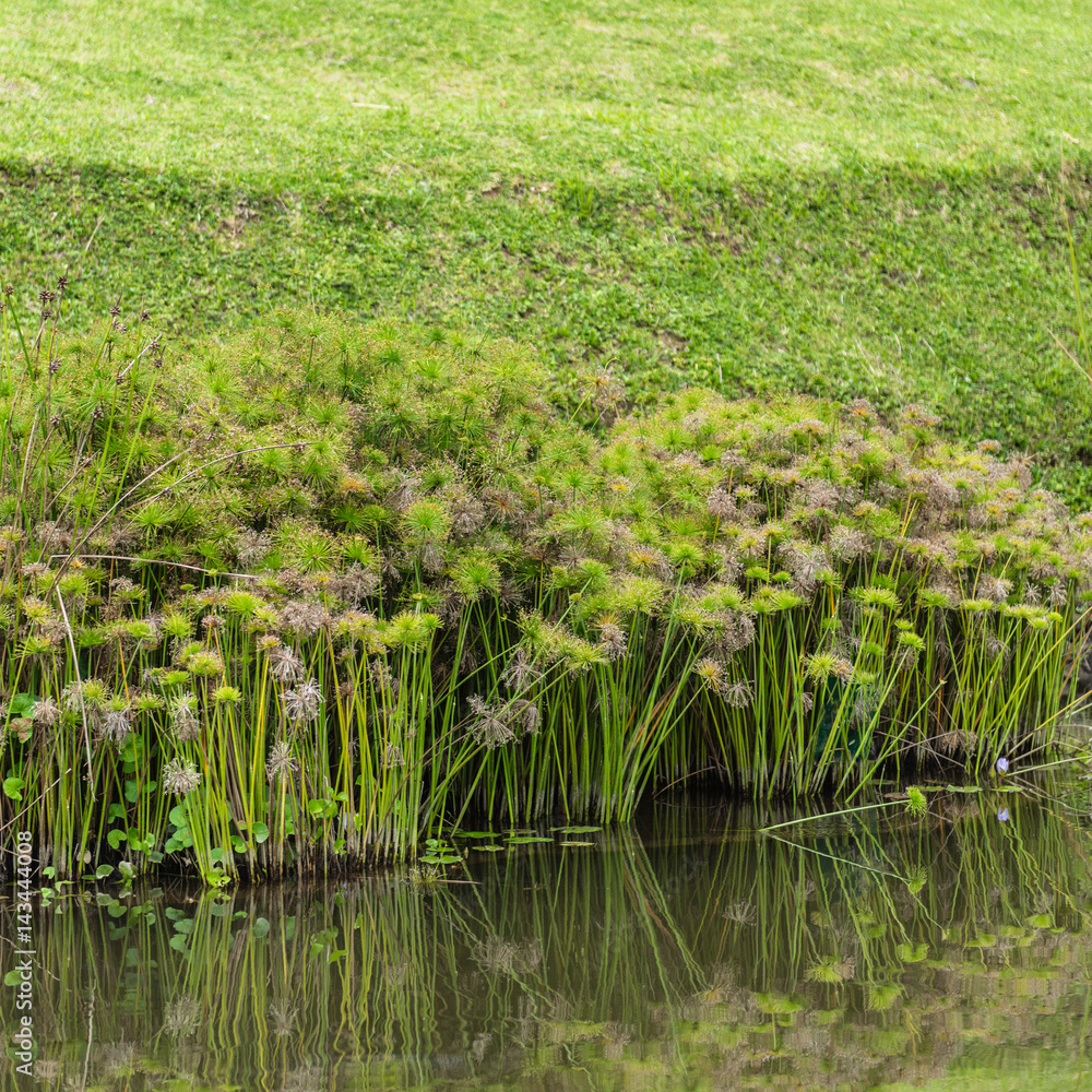 Fototapeta premium Papyrus Plant, Cyperus Flabelliformis