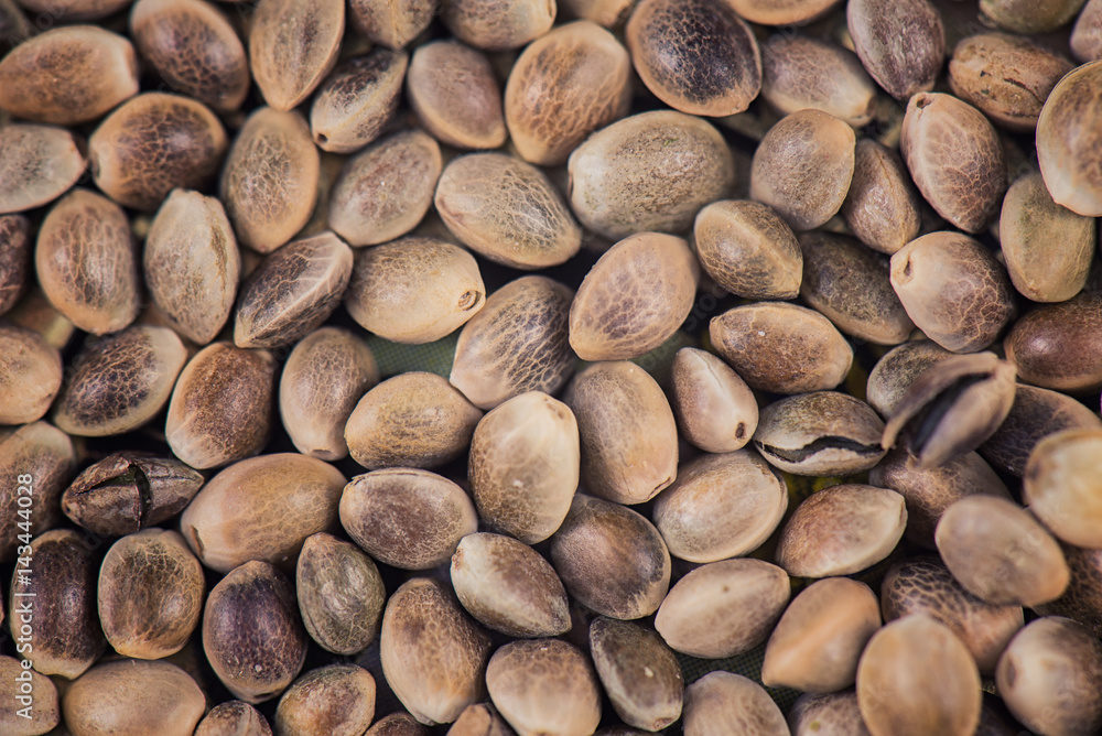 Marijuana seeds pattern background - cannabis growing concept Marijuana seeds pattern background - cannabis growing concept