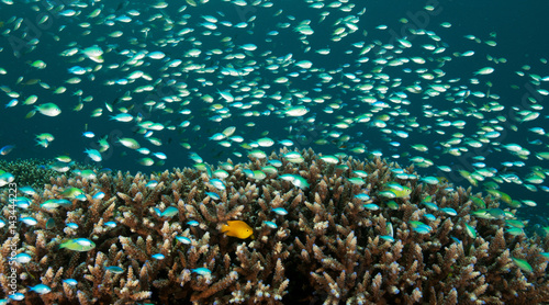 Reef scenic with howering damsels, Chromis viridis, Raja Ampat Indonesia photo