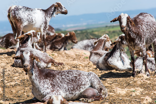 Goats at livestock farm  milk production