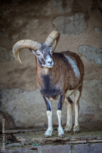 Adult mouflon aries in the zoo of Barcelona in Spain photo