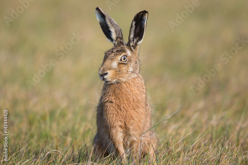 Brown Hare © Rob