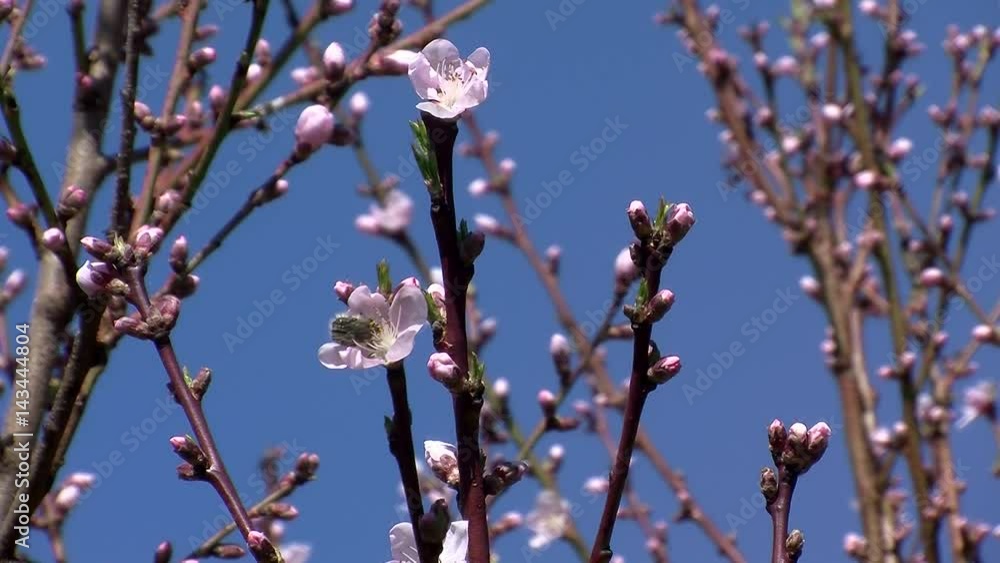 In einer Pfirsichblüte krabbelt ein Trauer-Rosenkäfer vor blauem Himmel In einer Pfirsichblüte krabbelt ein Trauer-Rosenkäfer vor blauem Himmel