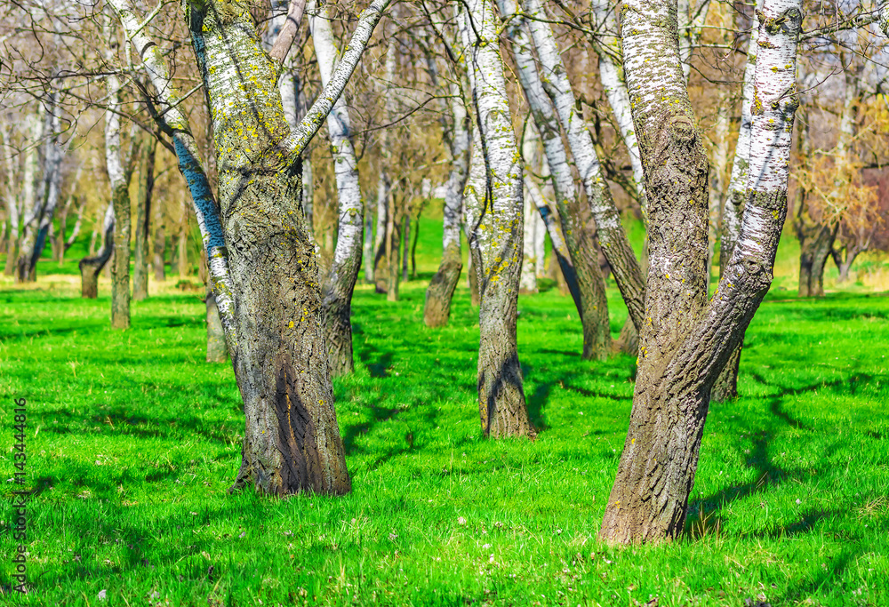 Trees on a green meadow, juicy green grass in spring on a sunny day, nature background. Trees on a green meadow, juicy green grass in spring on a sunny day, nature background.