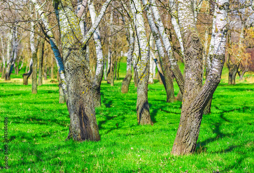 Trees on a green meadow, juicy green grass in spring on a sunny day, nature background.