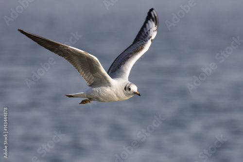 Fliying seagull