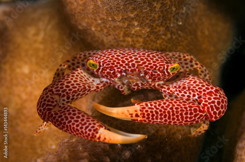 Coral crab, Trapezia rufopunctata, hiding between branches of hard coral. Kritimati Island, Kribati.