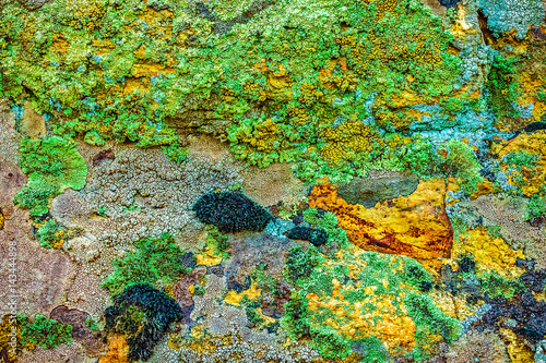 Bright multicolored mold moss and lichen on stone, abstract natural background and wallpaper.