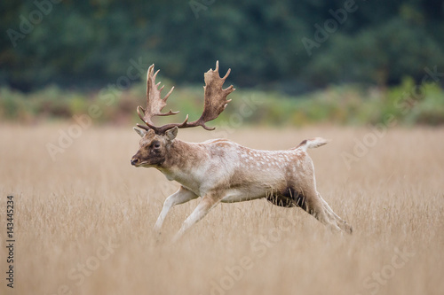 Fallow deer buck