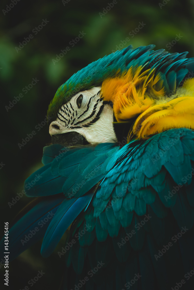 Naklejka premium Portrait of blue-and-yellow macaw (Ara ararauna)