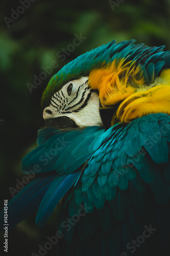 Portrait of blue-and-yellow macaw (Ara ararauna)