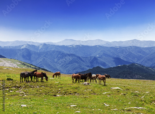 A herd of horses grazing in the Altai mountains, Russia