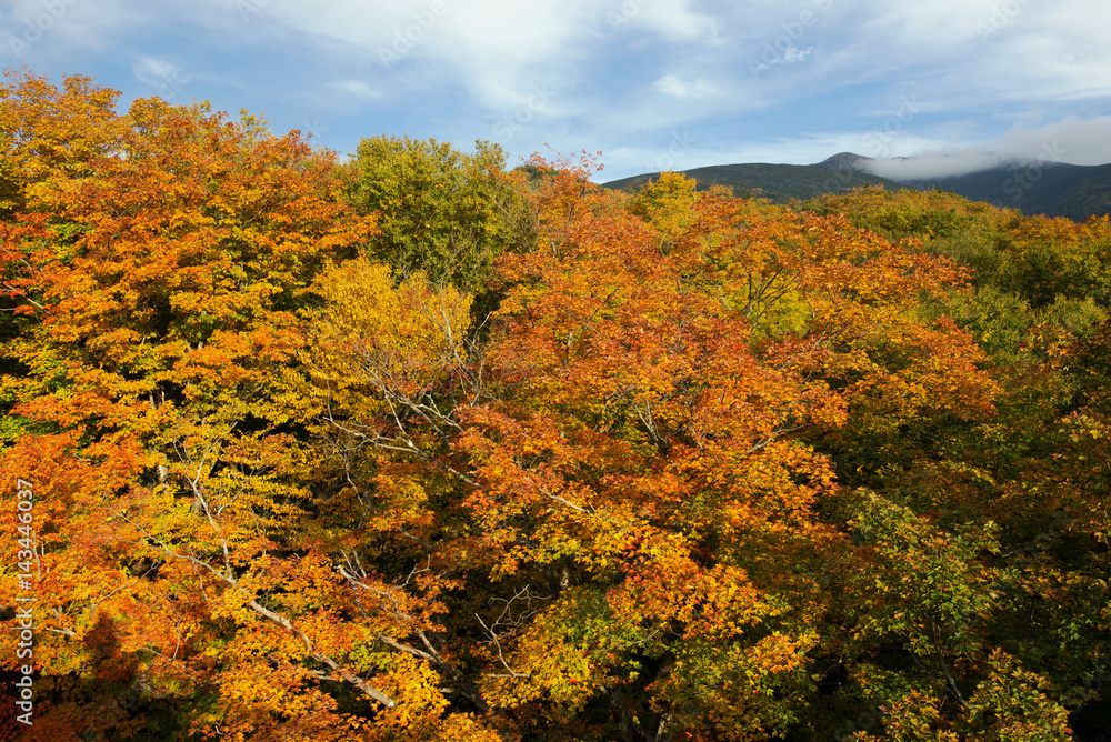 Fall Foliage Lafayette Brook Mt Lafayette Franconia Notch White Mountain National Forest New Hamshire USA