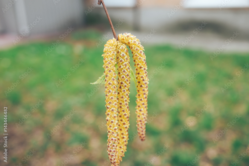 Inflorescence of blossoming birch closeup on a spring day. Beginning of new life. Birch catkins with green leaves at tree branches. Birch Tree Blossoms. Spring background with branch of birch catkins