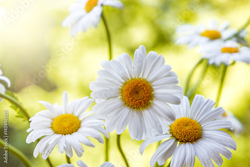 Fototapeta Naklejka Na Ścianę i Meble -  Chamomile flowers on the meadow.