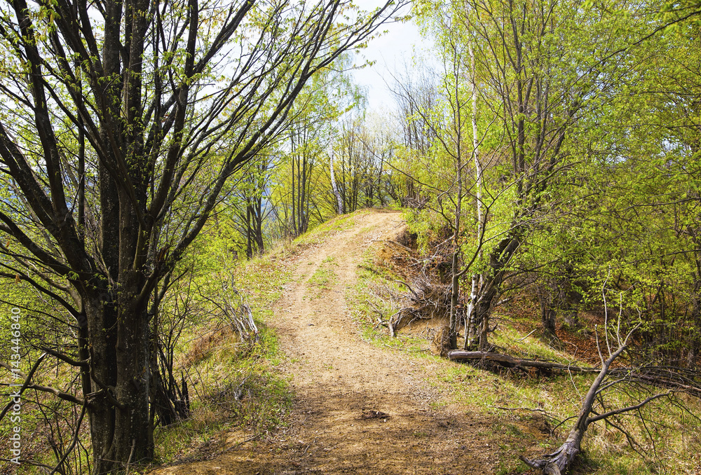 Pathway through green trees in spring season Pathway through green trees in spring season