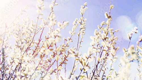 Spring willow buds branches on sky background