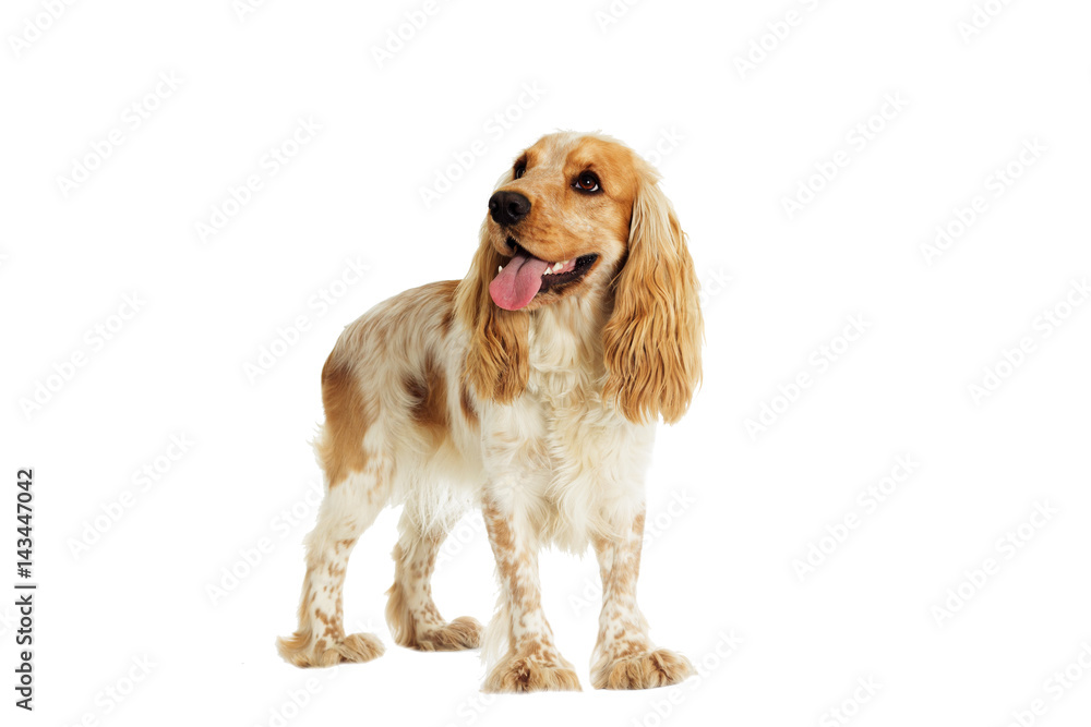 dog on a white background