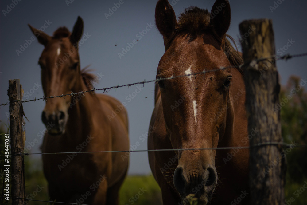 Obraz premium three horses