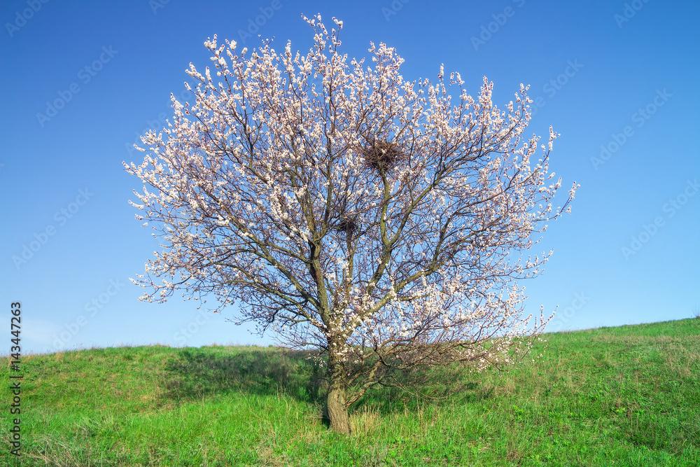 Tree on green field and blue sky Tree on green field and blue sky