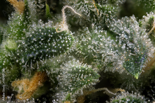Bild auf Leinwand Cannabis bud macro (green crack marijuana strain) with visible hairs and trichom