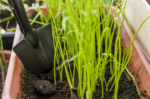 spring training of young plants for the summer period photo