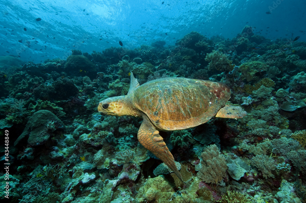 Fototapeta premium Loggerhead turtle, Caretta caretta, Sulawesi Indonesia