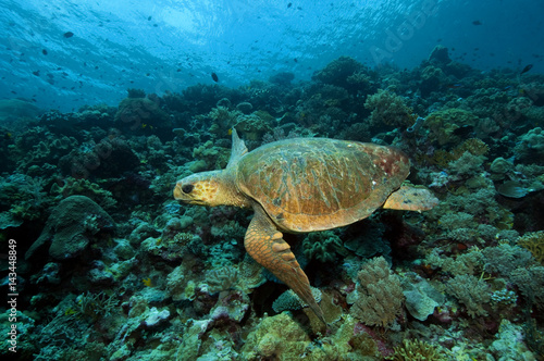 Fototapeta Naklejka Na Ścianę i Meble -  Loggerhead turtle, Caretta caretta, Sulawesi Indonesia