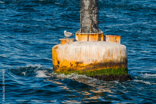 Seagull on a dirty yellow buoy in Mediterranean sea