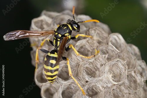 Vászonkép A wasp in its neast