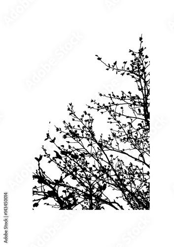 Silhouette of tree branches vector