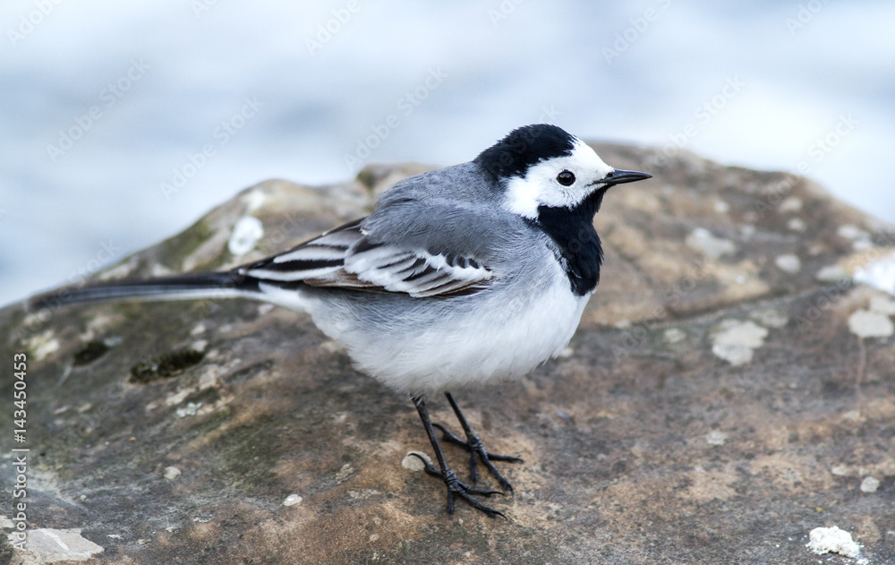 White wagtail sitting on river rocks White wagtail sitting on river rocks