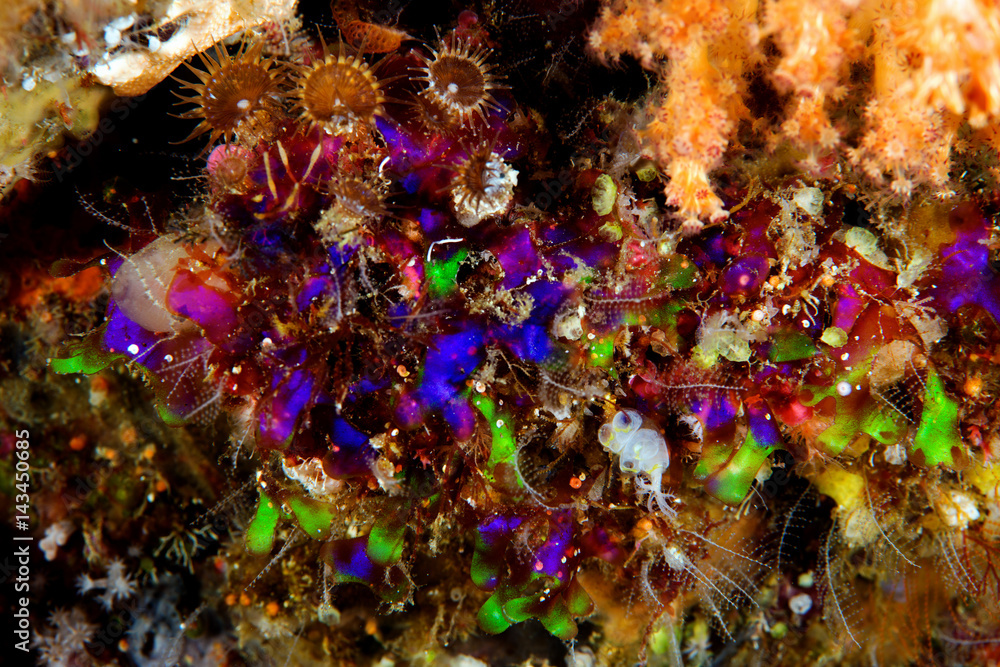 Obraz premium Cluster of fleurescent color ascidian Alor Indonesia