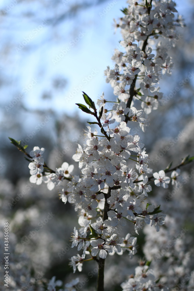 Spring Cherry blossoms, pink flowers.